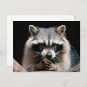 Raccoon 004 postkarte (Vorne/Hinten)