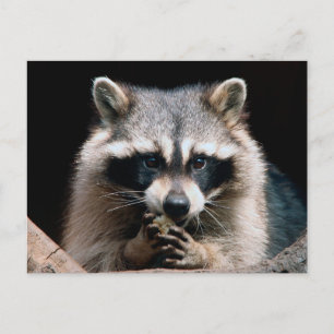 Raccoon 004 postkarte