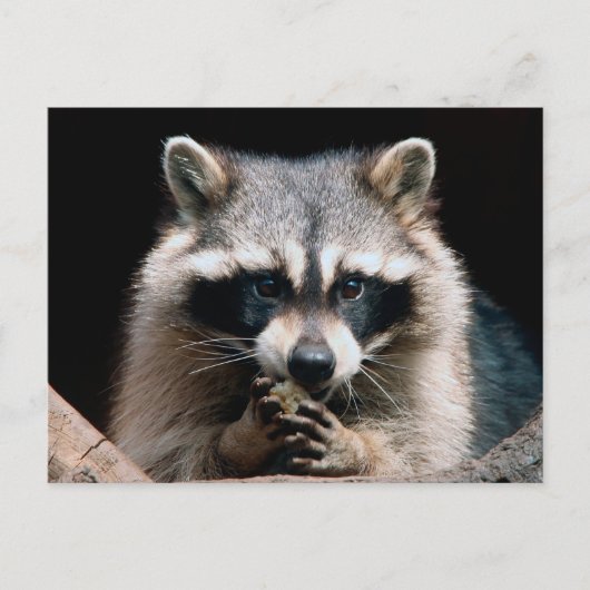 Raccoon 004 postkarte (Vorderseite)