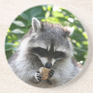 Raccoon 004 sandstein untersetzer