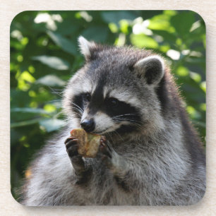 Raccoon_2015_0116 Untersetzer