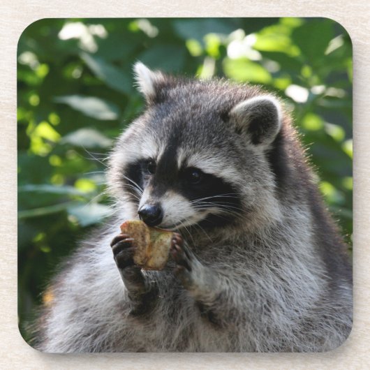 Raccoon_2015_0116 Untersetzer (Vorderseite)