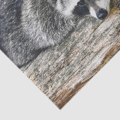 Raccoon-2-Gewebepapier Seidenpapier (Ausschnitt)