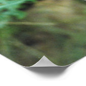 Raccoon #2 poster (Ecke)