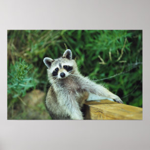 Raccoon #2 poster