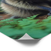 Raccoon Animal Nature Wildlife Zuneigung Gekümmert Poster (Ecke)