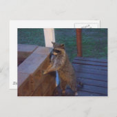 Raccoon auf der Rückseite Stehend Postkarte (Vorne/Hinten)