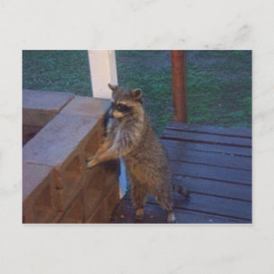Raccoon auf der Rückseite Stehend Postkarte