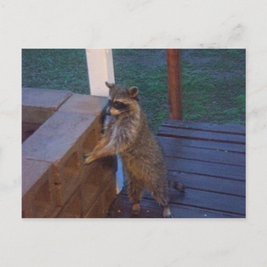 Raccoon auf der Rückseite Stehend Postkarte (Vorderseite)