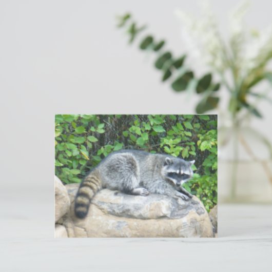 Raccoon auf Rock Postcard Postkarte (Stehend Vorderseite)