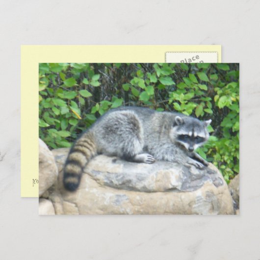 Raccoon auf Rock Postcard Postkarte (Vorne/Hinten)
