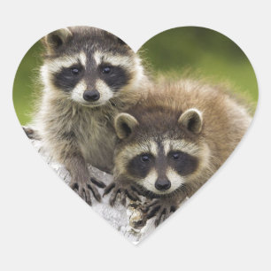 Raccoon Babies Herz-Aufkleber