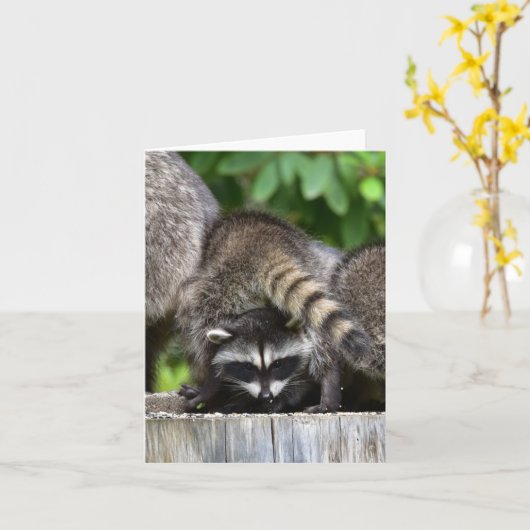 Raccoon Babies! Karte (Gelbe Blume)