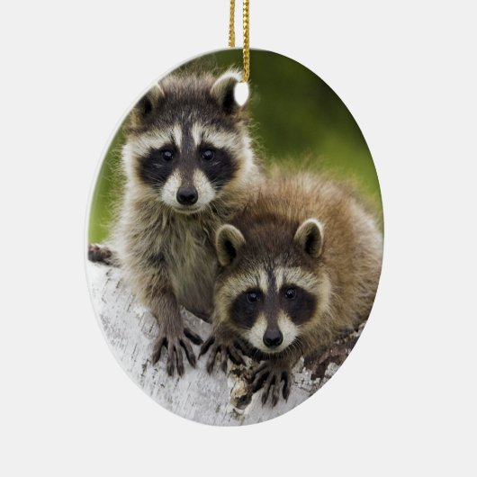Raccoon Babies Keramikornament (Rechts)