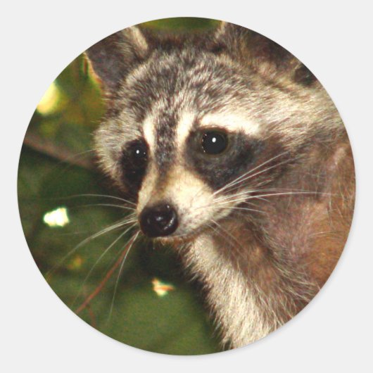 Raccoon "Bandit" Aufkleber (Vorderseite)