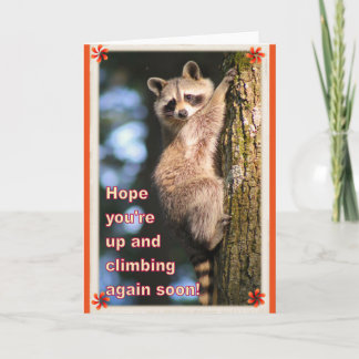 Raccoon bekommt eine gute Karte. Karte