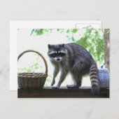 Raccoon-Bild Postkarte (Vorne/Hinten)