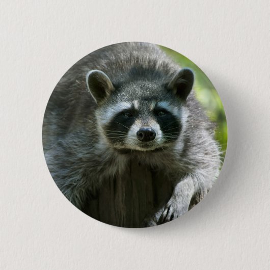 Raccoon Button (Vorderseite)