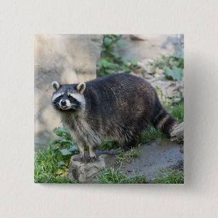 Raccoon-Buttone Button