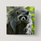 Raccoon-Buttone Button (Vorderseite)