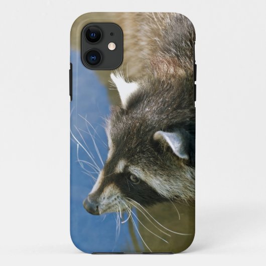 Raccoon Case-Mate iPhone Hülle (Rückseite)