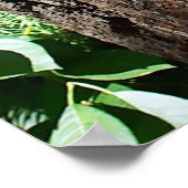 Raccoon - Die drei Amigos Poster (Ecke)