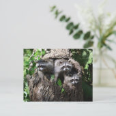 Raccoon - Die drei Amigos Postkarte (Stehend Vorderseite)