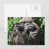 Raccoon - Die drei Amigos Postkarte (Vorne/Hinten)