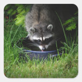 Raccoon Drink Sticker (Vorderseite)