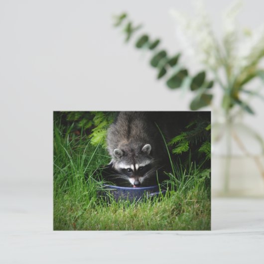 Raccoon Drinks Postkarte (Stehend Vorderseite)