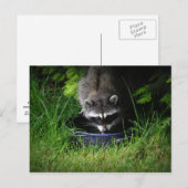 Raccoon Drinks Postkarte (Vorne/Hinten)