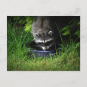 Raccoon Drinks Postkarte (Vorderseite)
