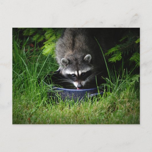 Raccoon Drinks Postkarte (Vorderseite)