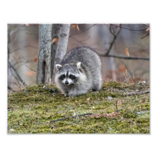 Raccoon Foto Erweiterung