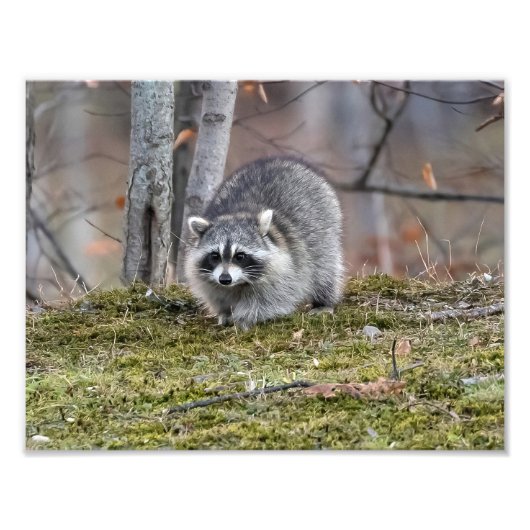 Raccoon Foto Erweiterung (Vorne)
