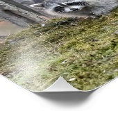 Raccoon Foto Erweiterung (Ecke)