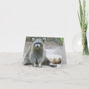 Raccoon Foto Faltkarte