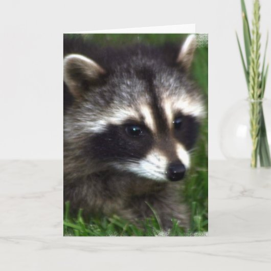 Raccoon Foto Grußkarte Karte (Vorderseite)