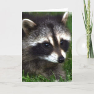 Raccoon Foto Grußkarte Karte