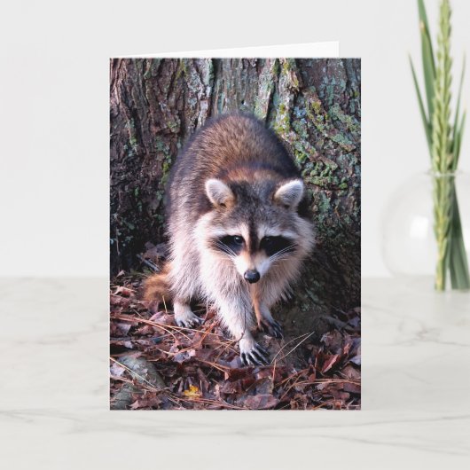 Raccoon Foto Karte (Vorderseite)