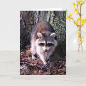 Raccoon Foto Karte (Gelbe Blume)