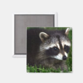 Raccoon Foto Magnet (Vorderseite/Rückseite)