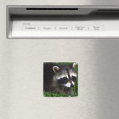 Raccoon Foto Magnet (In Situ (Geschirrspüler))