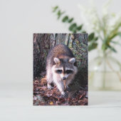 Raccoon-Foto Postkarte (Stehend Vorderseite)
