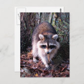 Raccoon-Foto Postkarte (Vorne/Hinten)