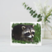 Raccoon Foto Postkarte (Stehend Vorderseite)