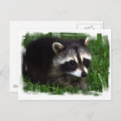 Raccoon Foto Postkarte (Vorne/Hinten)
