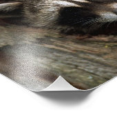 Raccoon Foto Print (Ecke)