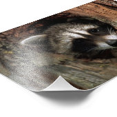 Raccoon Foto Print (Ecke)