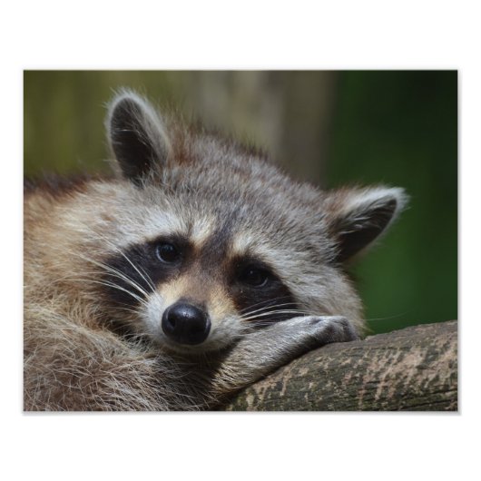 Raccoon Fotodruck (Vorne)